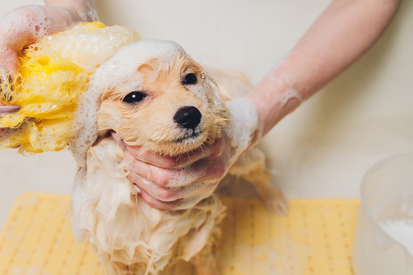 bathing the dog in the pomeranian dog hairdresser.