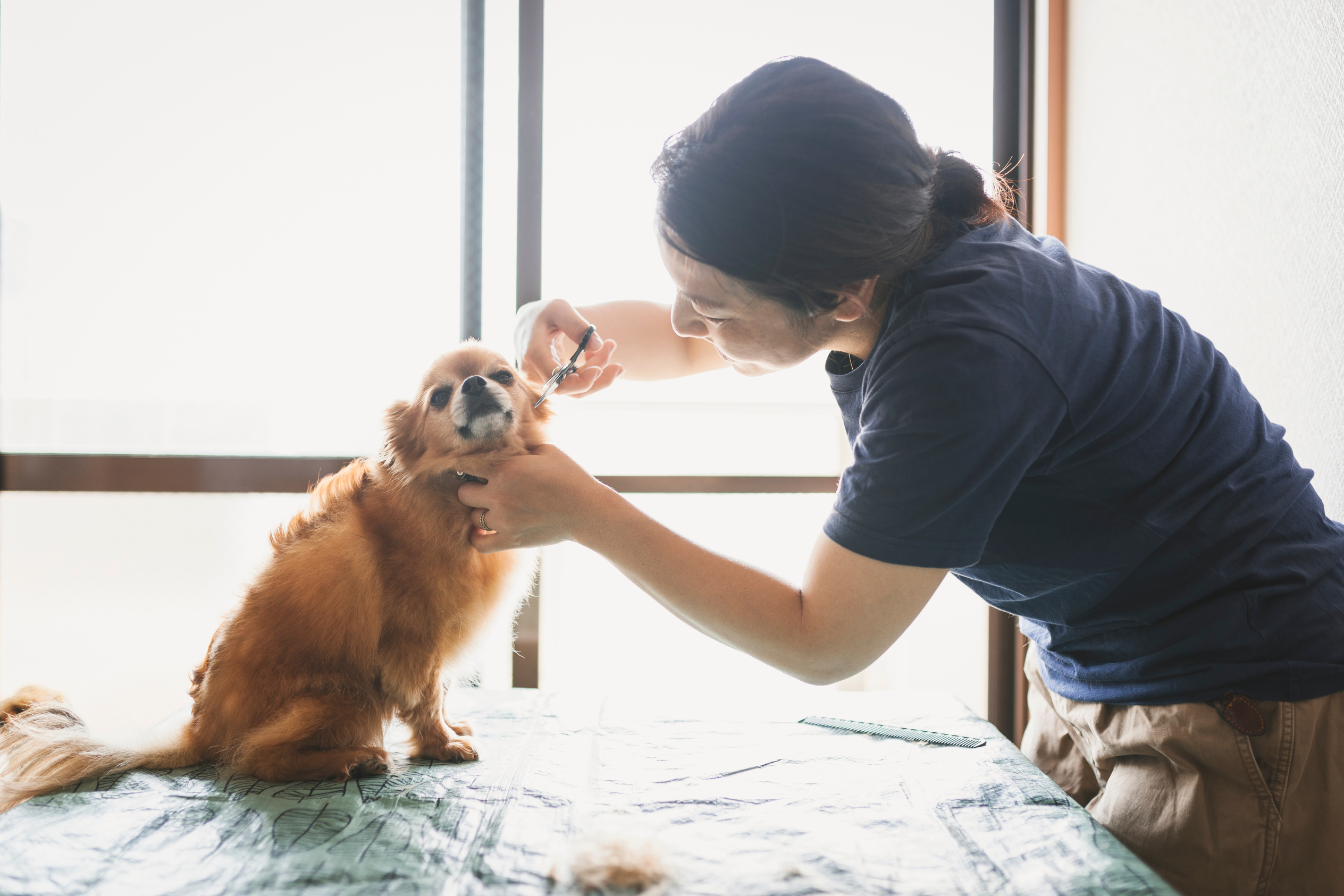 Woman trimming her dog's fur at home