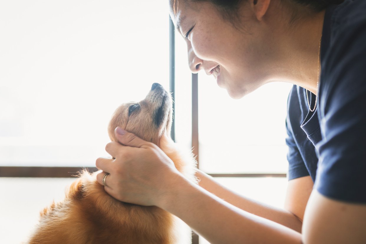 Woman trimming her dog's fur at home